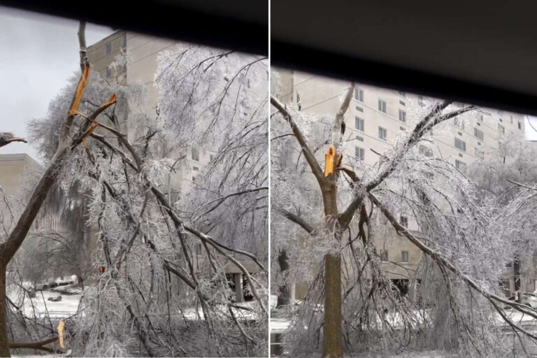 Quelle est cette histoire d'arbres « qui explosent » aux USA (et pourquoi cela arrive-t-il pendant les vagues de froid)