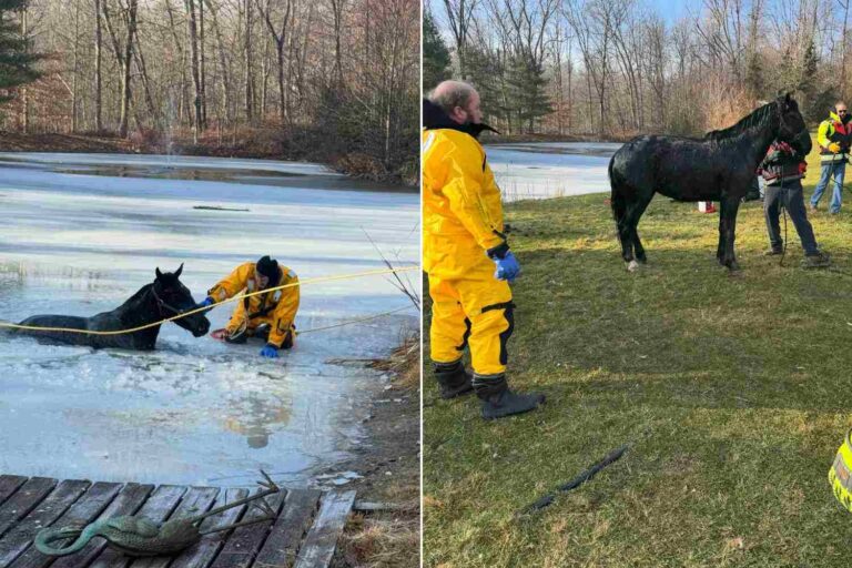 Un cheval tombe dans un ruisseau gelé : toute une communauté se mobilise pour sauver Frosty (et le guérir)