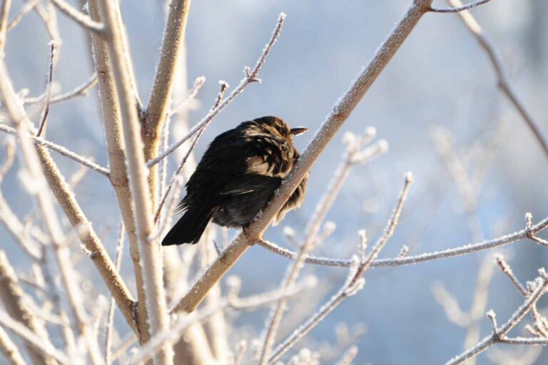 Merla Days : seront-ils vraiment les plus froids de 2026 ? Voici ce que disent les prévisions météo
