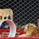 L’ère des cirques avec animaux est révolue : le tournant historique en Hongrie, quand aussi en Italie ?