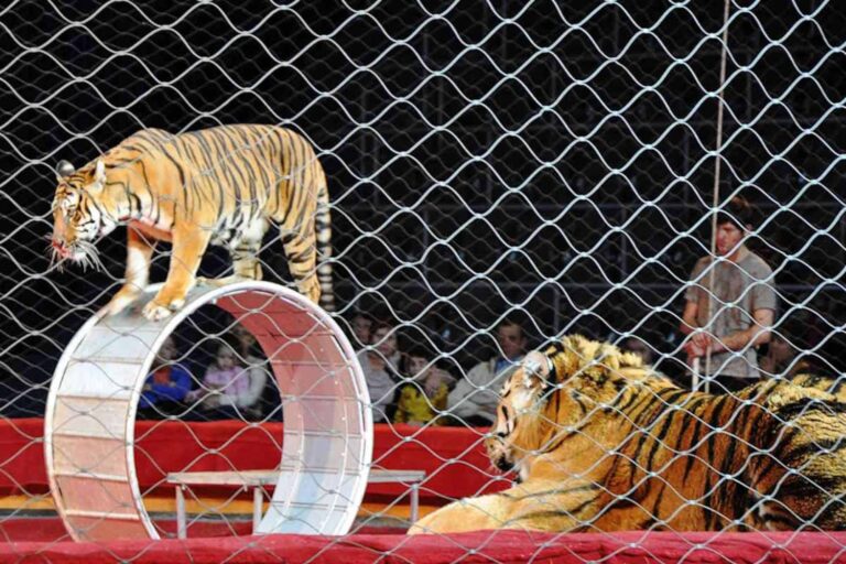 Gênes dit NON au cirque Orfei avec des animaux et donne une leçon à l'Italie (qui continue de reporter l'arrêt des spectacles cruels)