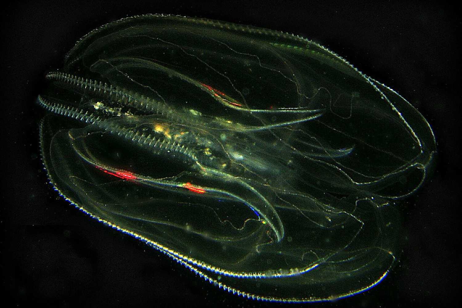 Le noyer de mer envahit la lagune de Venise : cette espèce exotique est plus dangereuse que le crabe bleu