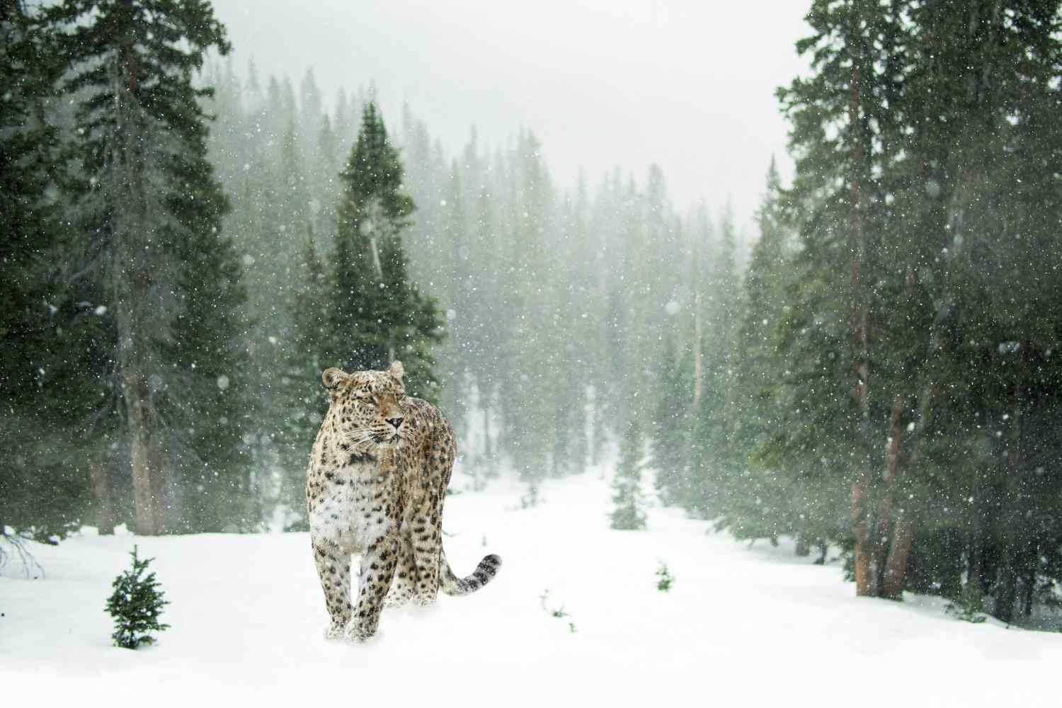 Léopard des neiges