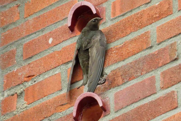 Briques avec nichoirs exigées par la loi dans les nouveaux bâtiments : c'est ainsi que l'Écosse protège les martinets