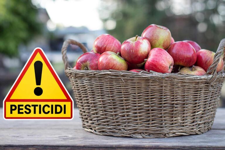 Il y a un cocktail de pesticides et de PFAS dans les pommes : 85 % des échantillons testés en Europe (y compris en Italie) ont été contaminés