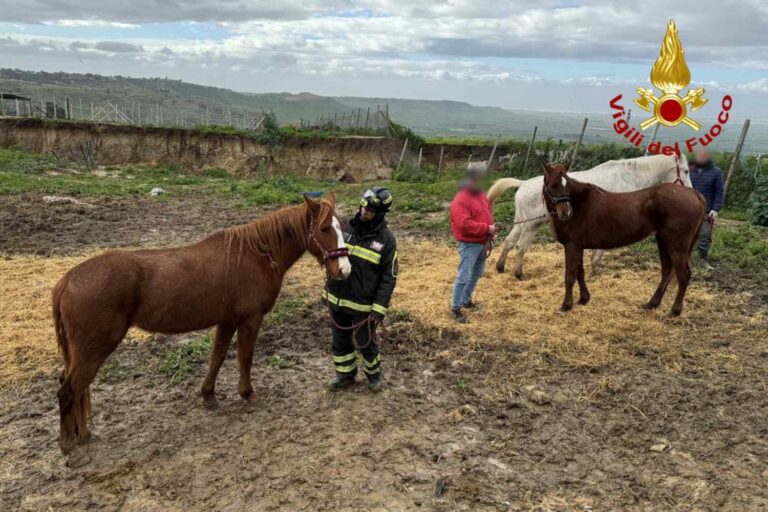 À Niscemi, chaque vie compte : les pompiers sauvent des dizaines de chevaux, ânes, chiens et perroquets coincés dans la zone rouge à cause du glissement de terrain