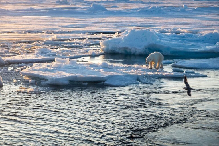 Les ours polaires réagissent à la disparition des glaces en modifiant leur alimentation (et ce n'est pas une bonne nouvelle)