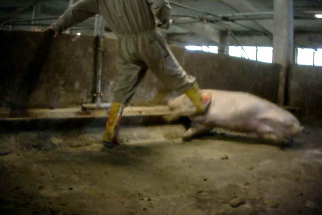 Condamnation pour la maltraitance des porcs