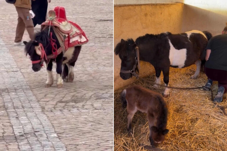 Enceinte et épuisée sous le soleil pour divertir les touristes au Maroc : ce poney est désormais en sécurité (grâce à la mobilisation sur les réseaux sociaux)