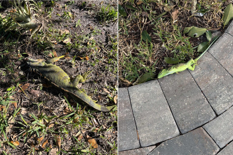 Quelle est cette histoire d'iguanes gelés tombant en masse des arbres en Floride (et pourquoi sont-ils tués)
