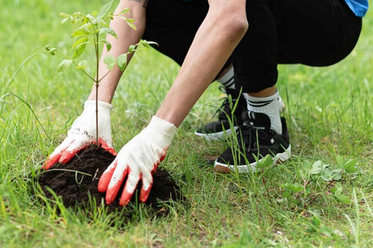 Ce pays oblige chaque étudiant à planter au moins 10 arbres avant d'obtenir son diplôme (pour lutter contre la déforestation et la crise climatique)