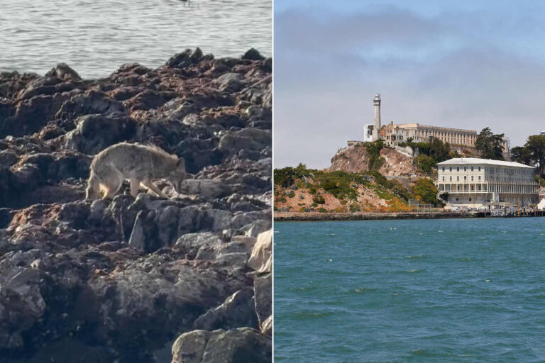 L'exploit record du premier coyote à nager jusqu'à Alcatraz : il va désormais être capturé et relocalisé