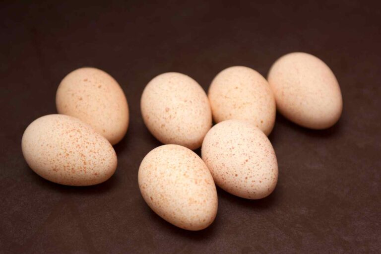 Savez-vous pourquoi on ne mange pas d’œufs de dinde ? La réponse vous surprendra (et ce n'est pas ce que vous imaginez)