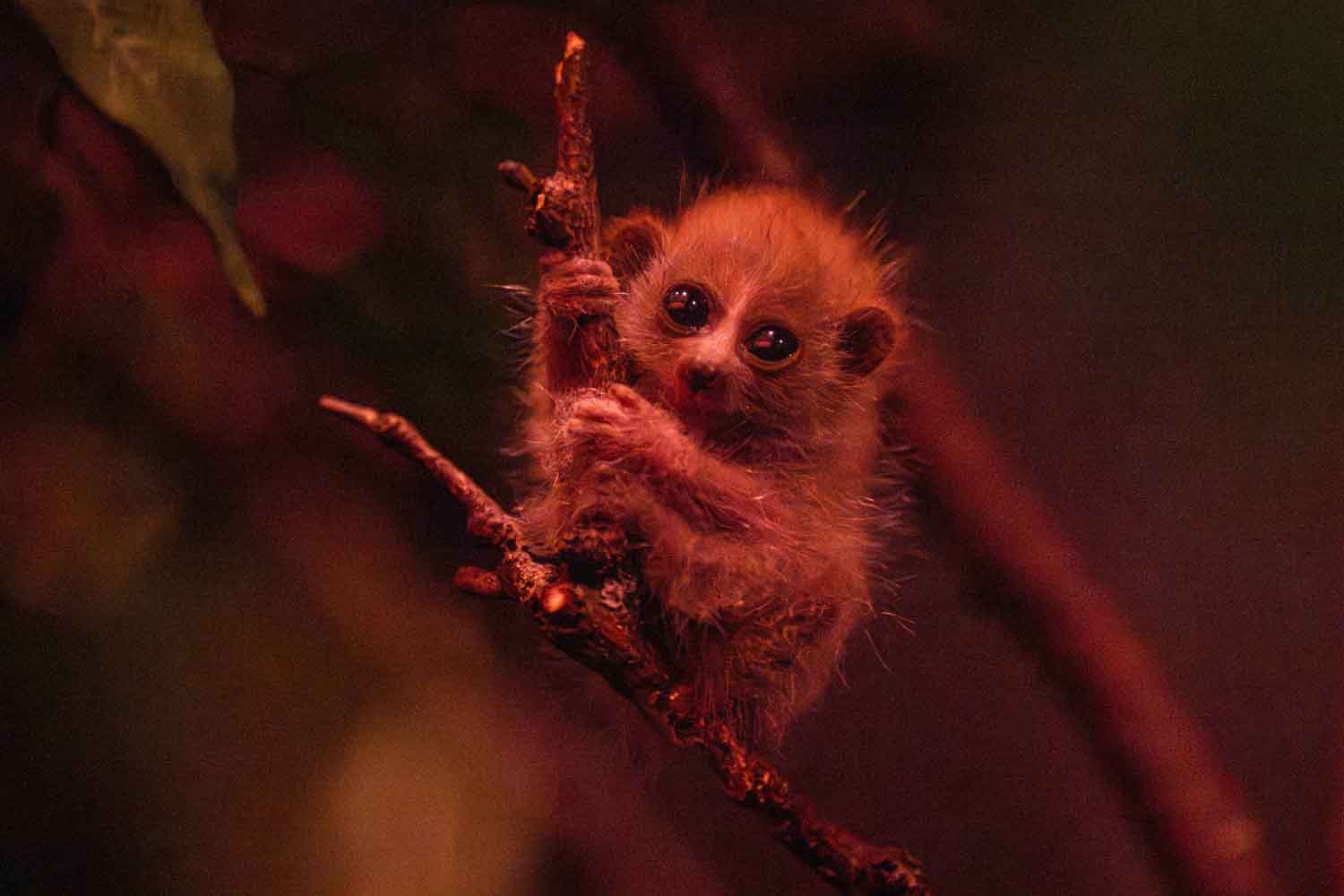 Loris pigmeo
