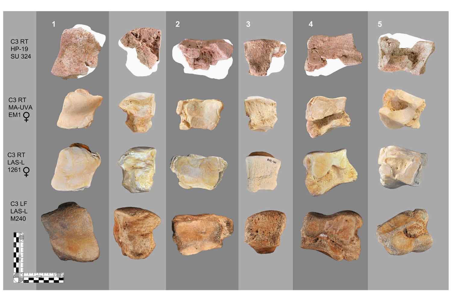 Éléphants de l'ère Hannibal
