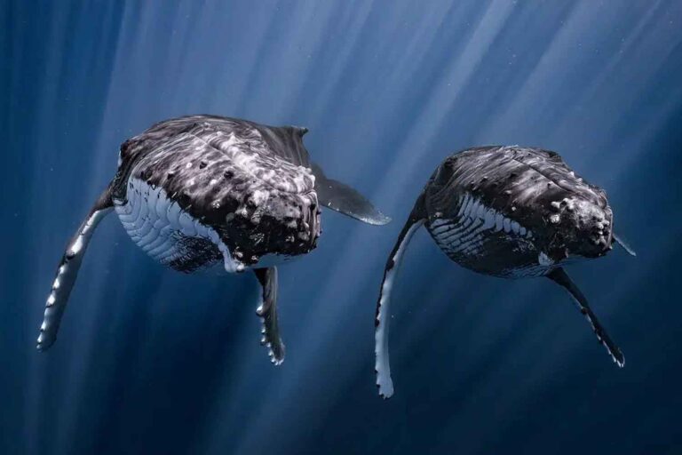 Le photographe capture le moment exact où deux baleines à bosse nagent en parfaite synchronisation (et la photo remporte Ocean Art 2026)