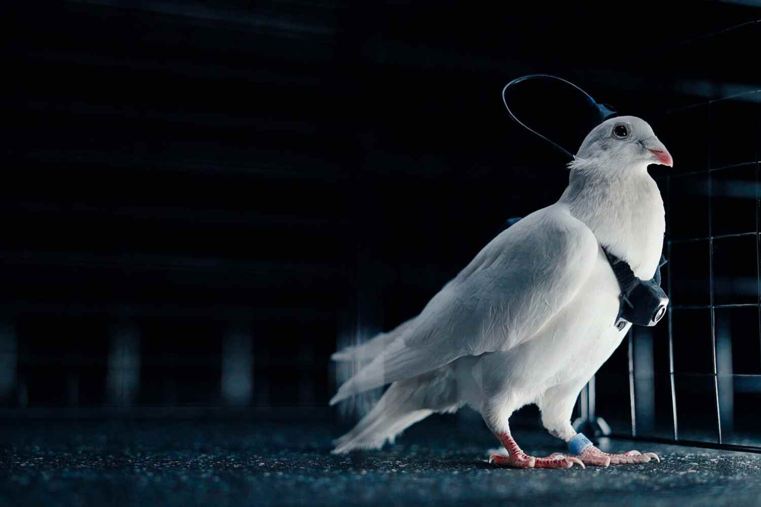 Pigeons équipés de puces cérébrales utilisés comme drones en Russie : veut-on vraiment parler de progrès technologique ?