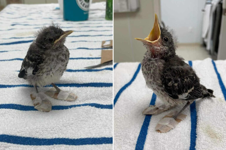 Ce petit oiseau portant des « chaussures » pour soigner ses pattes cassées est la chose la plus douce que vous verrez aujourd'hui