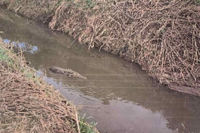 « Il y a un alligator dans un canal » : les recherches commencent avec des appâts et des drones à Capaccio Paestum
