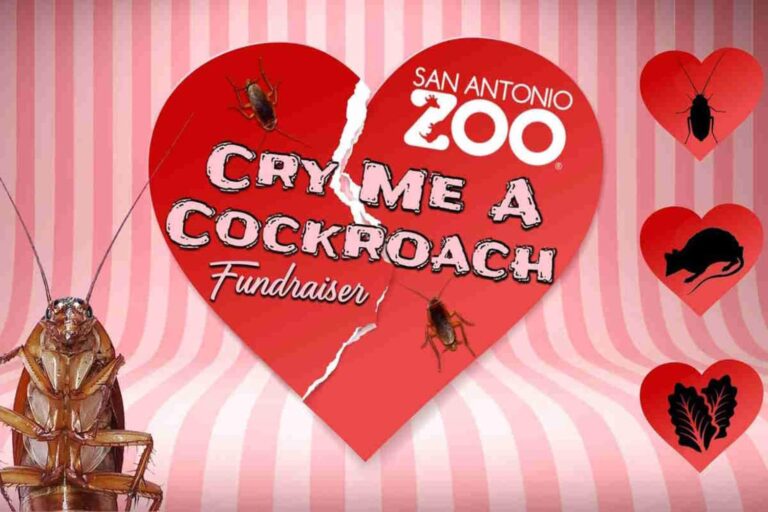 « Donnez le nom de votre ex aux cafards et aux rats pour la Saint-Valentin » : l'initiative du zoo de San Antonio est de retour (mais l'histoire n'est pas drôle du tout)