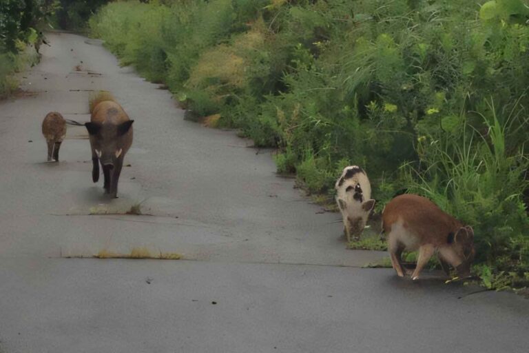 Des hybrides sanglier-porc naissent à Fukushima : après la catastrophe nucléaire, quand l'homme disparaît, la génétique s'accélère