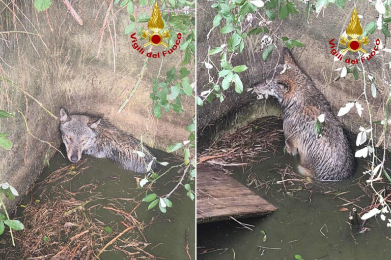 Lupo tombe dans une citerne à Crevari : les pompiers interviennent pour le sauver (et le libèrent)