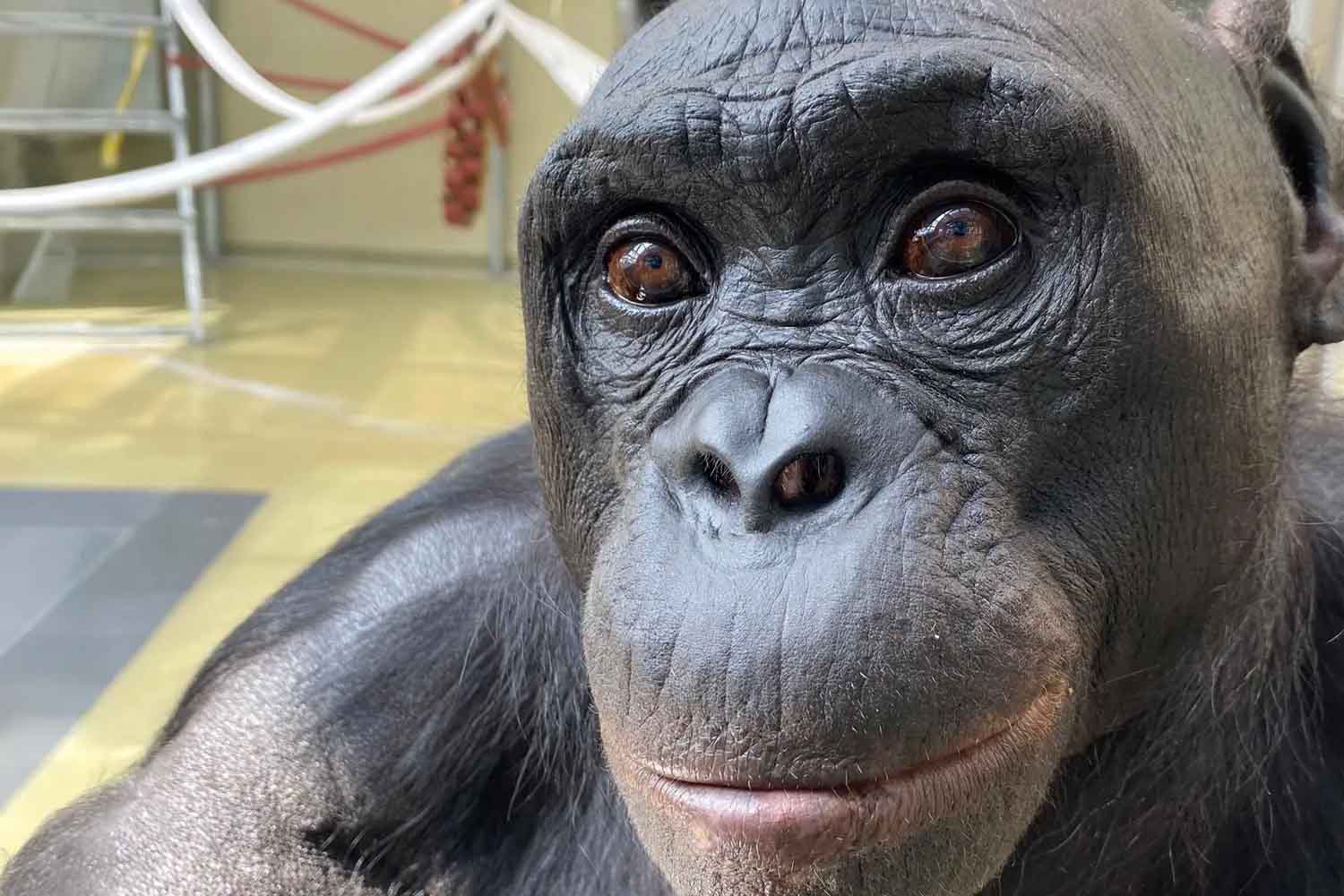 Bonobo Kanzi