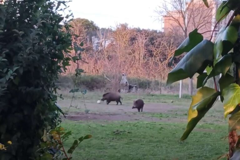 A Rome, les sangliers ont même appris à jouer au football : la vidéo virale (qui nous en dit long sur leur intelligence et leur adaptation en ville)