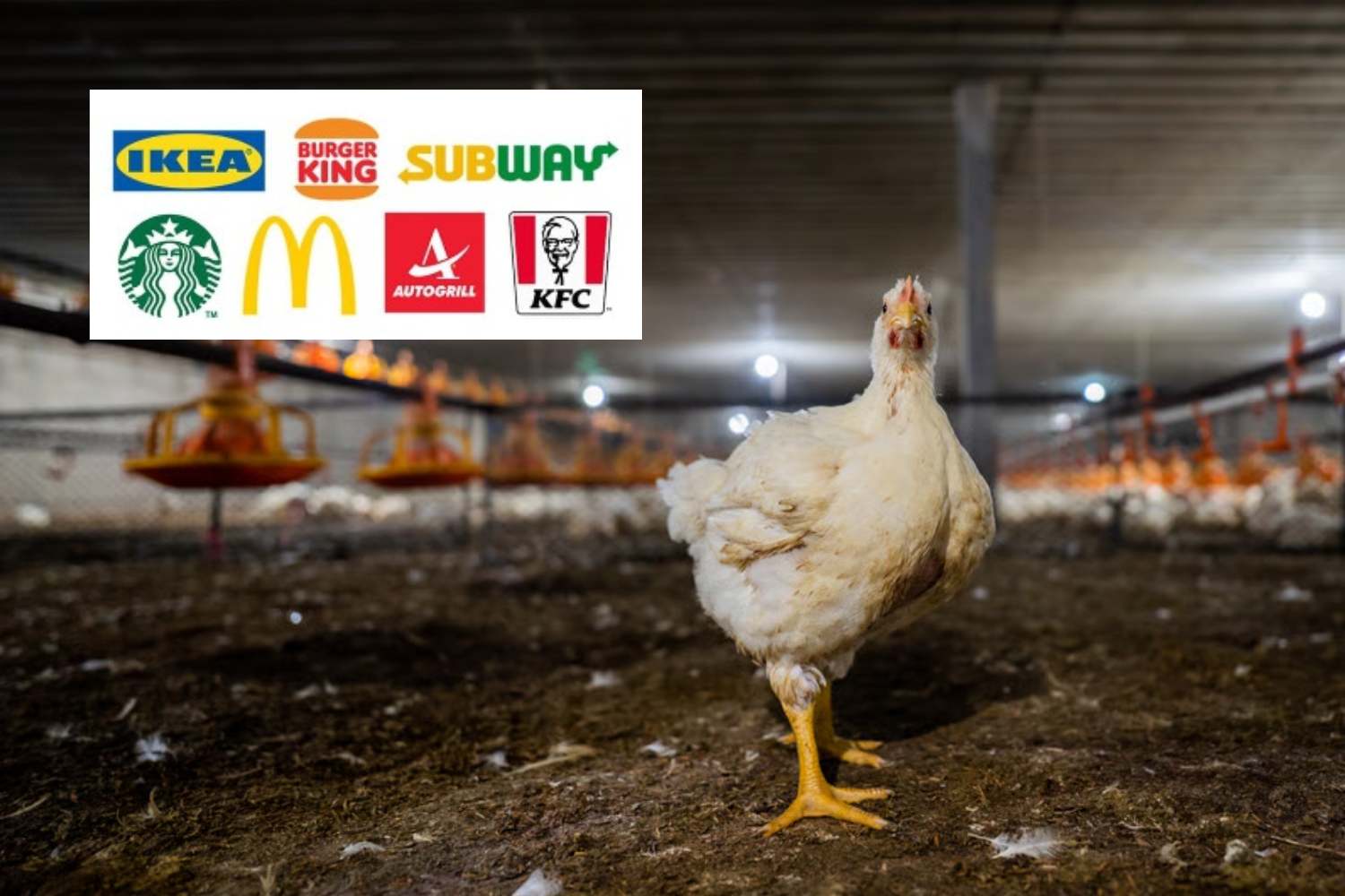 aziende italia polli benessere The Pecking Order