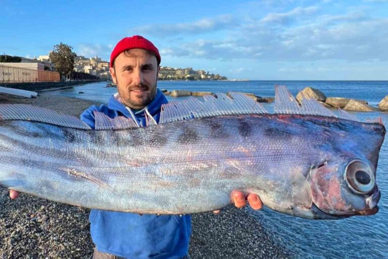 Un poisson licorne très rare, sorti des profondeurs, a été retrouvé échoué à Milazzo (mais malheureusement il n'a pas survécu)
