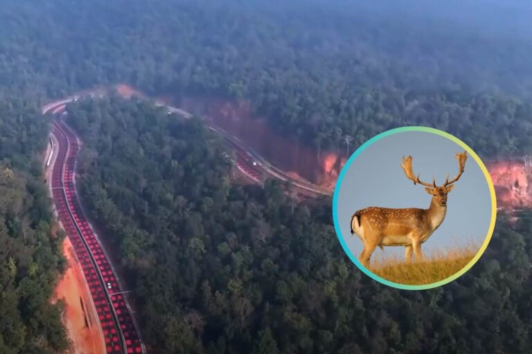 La première route sûre pour la faune est née en Inde : des panneaux rouges et des passages souterrains pour réduire les accidents avec les animaux