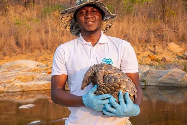 Du pangolin de Temminck aux araignées psychédéliques, 10 espèces menacées d'extinction d'ici 2026