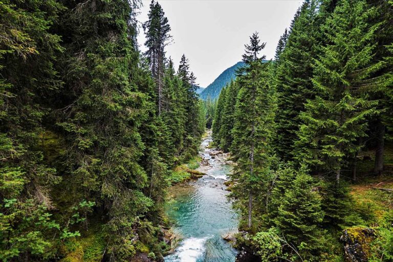 Les arbres se « parlent-ils » vraiment avant une éclipse ? La réponse de la science