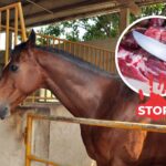 La vie des chevaux et des ânes vaut plus que leur viande : 50 mille signatures obtenues (en avance) pour interdire l'abattage