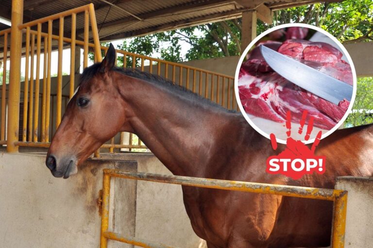 « La viande de cheval interdite par la loi, ce sont des animaux de compagnie » : dans la proposition bipartite historique, prison jusqu'à 3 ans et amendes
