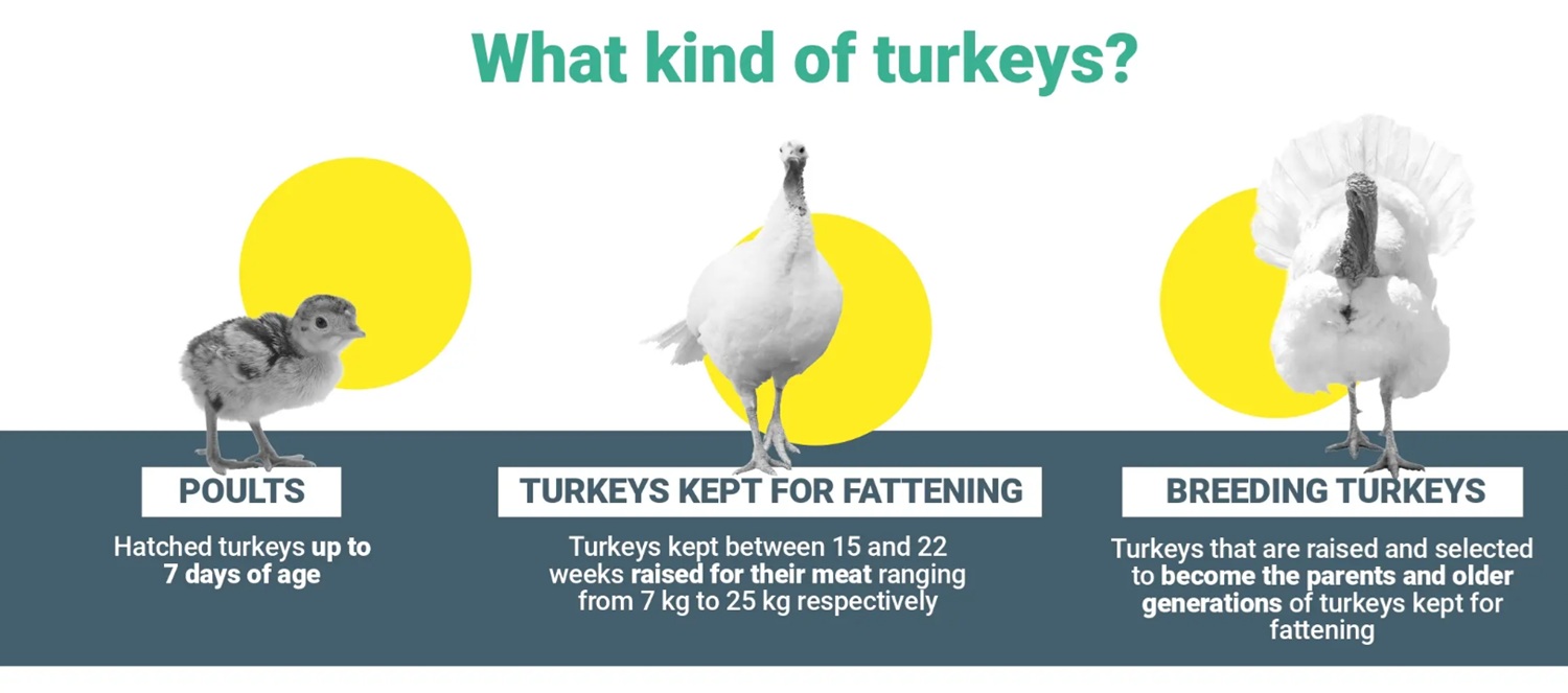 infographie sur les dindes, EFSA