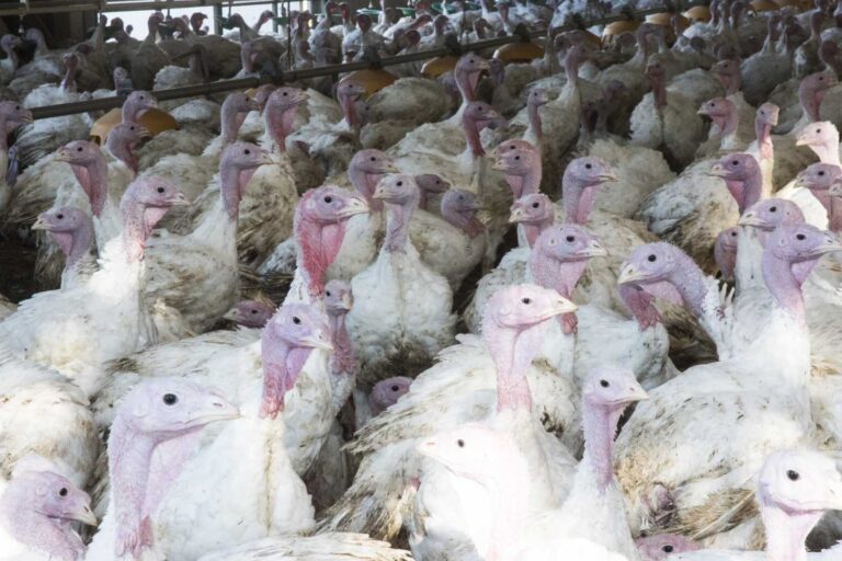 Pas seulement les poulets : l’EFSA dénonce les souffrances ignorées des dindes dans les élevages (entre mutilations et surpopulation)