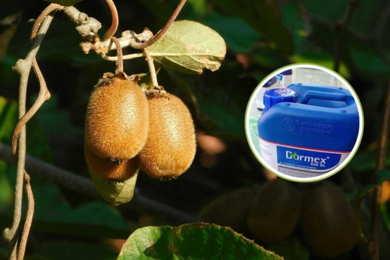 Une substance phytosanitaire interdite depuis des années en Europe en raison de sa toxicité revient dans les kiwis italiens