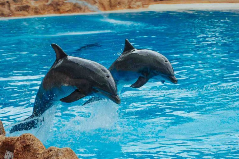 Pas de fin heureuse pour les dauphins de Marineland : ils seront transférés dans un zoo (mais où iront les orques Wikie et Keijo ?)