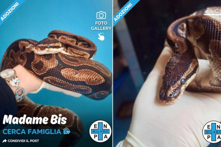 Madame Bis, le python abandonné à Milan en 2022, cherche toujours un foyer : l'Enpa lance l'appel à l'adoption