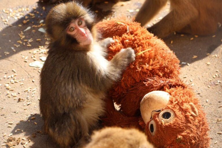 Punch, le macaque abandonné par sa mère qui cherche du réconfort dans une peluche, émeut tout le monde (mais vivra pour toujours dans un zoo)