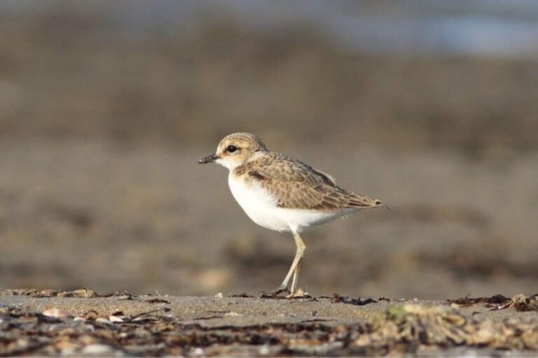 Sauvons le Fratino ! Le projet européen de protection du petit échassier (qui niche sur les plages propres) démarre