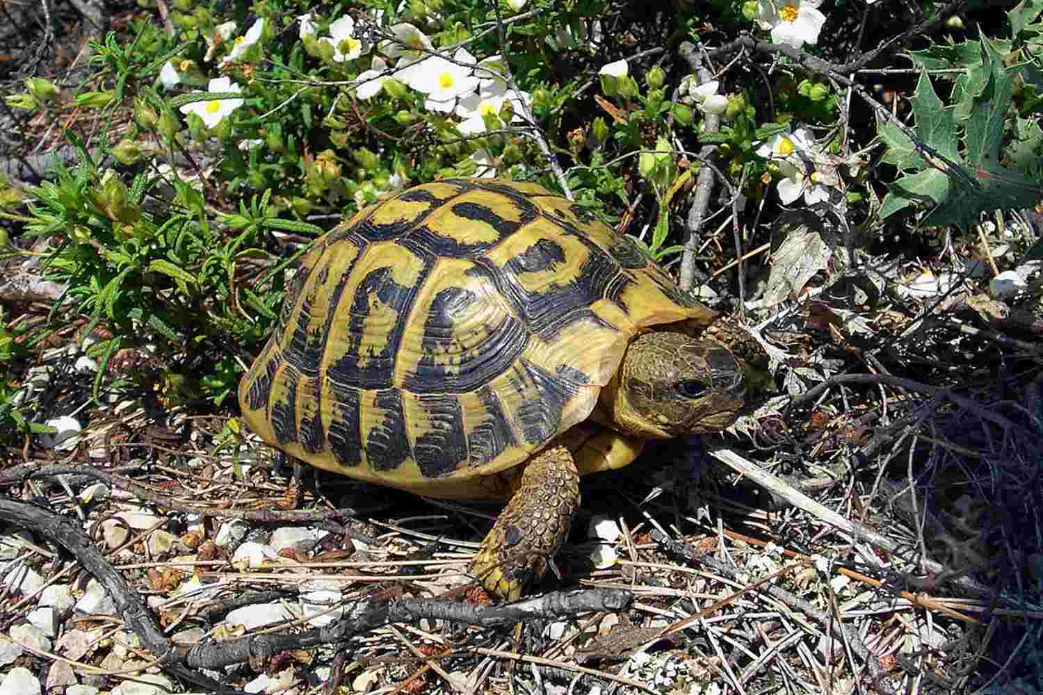 Tortues femelles des falaises