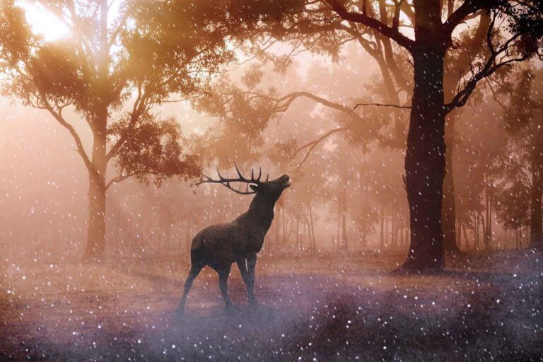 Il y a une lumière secrète dans la forêt la nuit : les cerfs libèrent des traînées de lumière ultraviolette jamais vues auparavant