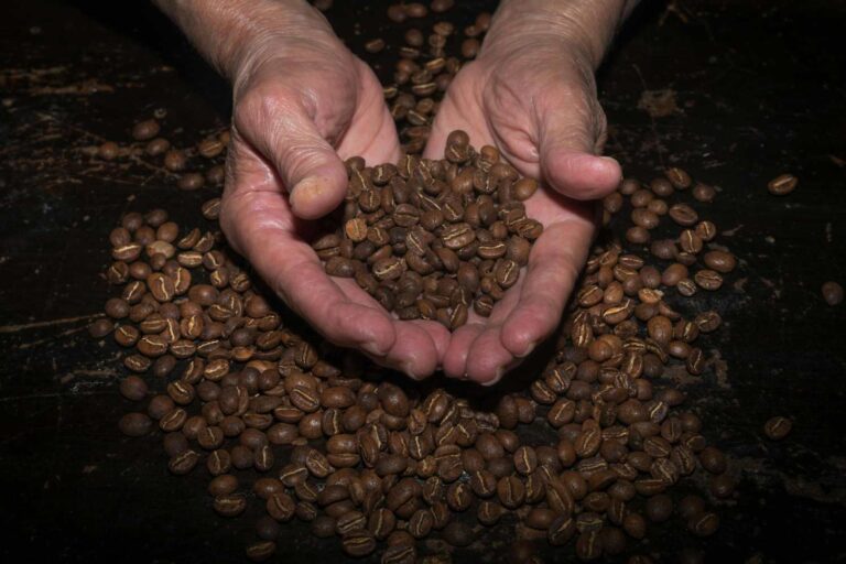 Le café deviendra-t-il un luxe ? La chaleur extrême met à genoux les plantations du monde entier