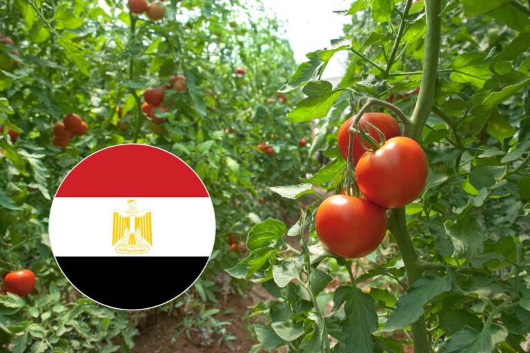 L'énorme projet égyptien de culture de tomates dans le désert inquiète l'Italie (et le sujet est parvenu au Parlement)
