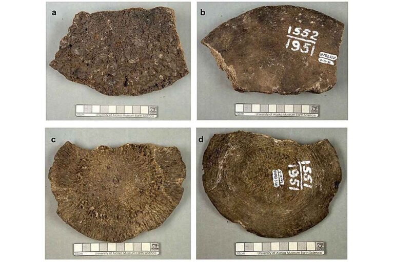 Des os fossiles de baleine confondus avec des vertèbres de mammouth : l'erreur qui réécrit l'histoire de l'extinction