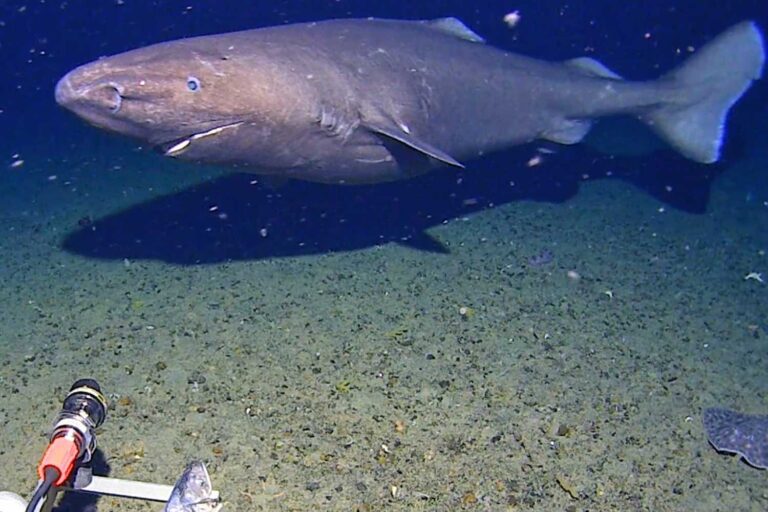 Extraordinaire! Requin dormeur géant capturé pour la première fois dans les profondeurs glacées de l'Antarctique