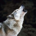 Loup tué par une exploitation forestière dans le Haut-Adige, colère de l'ENPA : « décret signé ce week-end pour empêcher les recours »