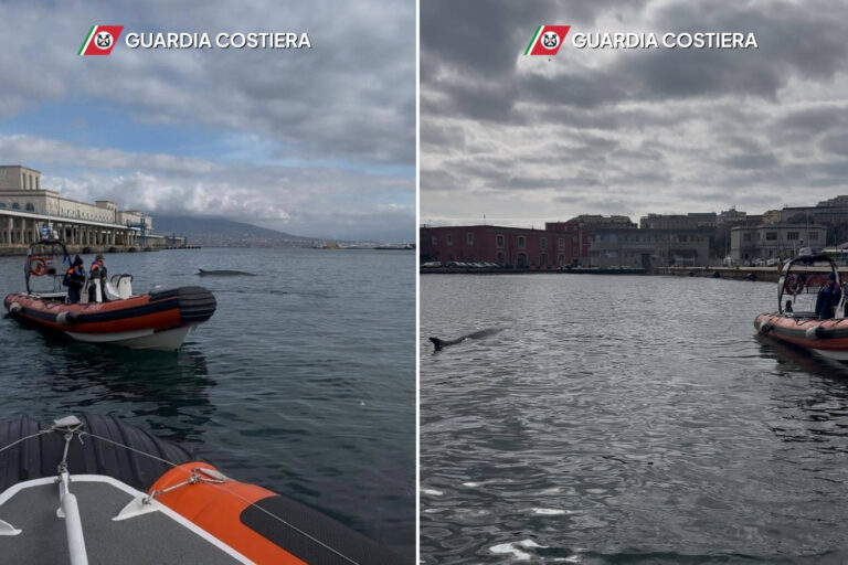 Une baleine d'au moins 8 mètres de long repérée dans le port de Naples : des hydroptères arrêtés à Molo Beverello